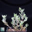 Crassula biplanata aff., immagine dell'intero esemplare.