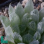 Haworthia cooperi var. pilifera f. variegata, particolare dell'apice della pianta.