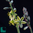 Ornithogalum apertum, dettaglio dell'infiorescenza.
