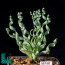 Ornithogalum apertum, esemplare adulto (fotografia di prodotti non oggetto di questa offerta, ai soli fini descrittivi).