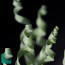Ornithogalum apertum, particolare delle foglie.