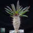 Pachypodium lamerei f. fiherensis Rubra, esemplare intero.