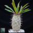 Pachypodium lamerei f. fiherensis Rubra, esemplare intero.