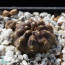 Copiapoa calderana var. spinosior, immagine dell'intero esemplare.