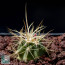 Echinocactus polycephalus f. xeranthemoides, esemplare intero.