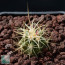 Echinocactus polycephalus f. xeranthemoides, esemplare intero.