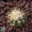 Echinocactus polycephalus f. xeranthemoides, esemplare intero.