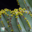 Euphorbia fruticosa f. inermis, particolare dell'apice della pianta.