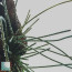 Hoya spartioides, esemplare adulto.  (fotografia di prodotti non oggetto di questa offerta, ai soli fini descrittivi)