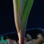 Bulbine quartzicola, particolare delle foglie.