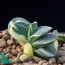 Gasteria gracilis f. variegata, immagine dell'intero esemplare.