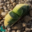 Gasteria gracilis f. variegata, immagine dell'intero esemplare.