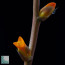 Dyckia × Pellizzaro 21, particolare dei fiori.