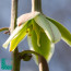 Furcraea sobolifera, primo piano del fiore.