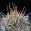 Stenocactus multicostatus, esemplare intero