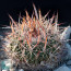 Stenocactus longispinus, esemplare intero