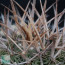 Stenocactus dichroacanthus var. violaciflorus, particolare dell'apice della pianta.