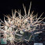 Gymnocalycium deeszianum, esemplare intero