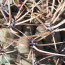 Gymnocalycium deeszianum, particolare delle spine