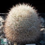 Mammillaria densispina, esemplare intero.