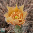 Opuntia cymochila, primo piano del fiore.