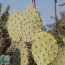 Opuntia discata, particolare delle ramificazioni.