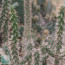 Opuntia echinocarpa, particolare delle ramificazioni.