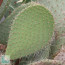 Opuntia leucotricha, particolare delle ramificazioni.
