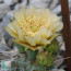 Opuntia pottsii var. montana, primo piano del fiore.