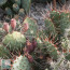 Opuntia pottsii, esemplare intero.