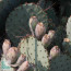 Opuntia macrocentra, particolare dell'apice della pianta.