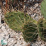Opuntia macrorhiza, particolare del fusto.