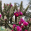 Cylindropuntia spinosior, particolare delle ramificazioni.