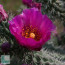 Cylindropuntia spinosior, primo piano del fiore.