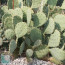 Opuntia pyrocarpa, esemplare intero.