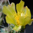 Cylindropuntia whipplei, particolare dei fiori.