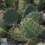 Opuntia fragilis x zuniensis, particolare delle ramificazioni.