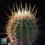 Ferocactus reppenhagenii, esemplare intero