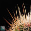 Ferocactus reppenhagenii, particolare delle spine