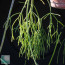 Rhipsalis baccifera, particolare delle ramificazioni.