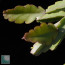 Rhipsalis russellii, particolare delle ramificazioni.