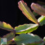 Rhipsalis russellii, particolare delle ramificazioni.