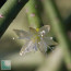 Rhipsalis capilliformis, primo piano del fiore.