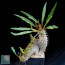 Pachypodium lamerei f. fiherensis, esemplare intero.