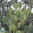 Opuntia oricola, esemplare intero.