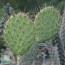 Opuntia oricola, particolare delle ramificazioni.