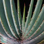 Aloe suprafoliata, particolare delle foglie (fotografia di prodotti non oggetto di questa offerta, ai soli fini descrittivi).