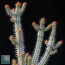 Euphorbia baioensis, esemplare intero