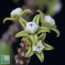 Cynanchum perrieri, primo piano del fiore