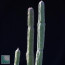 Cynanchum perrieri, particolare dell'apice della pianta